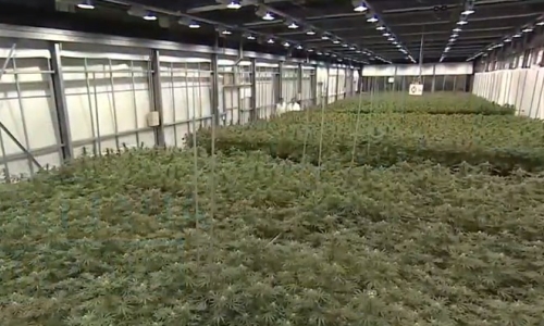 Virginia Senate subcommittee advances Marijuana legislation