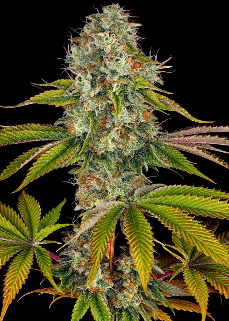 Barney's Farm Wedding Cake