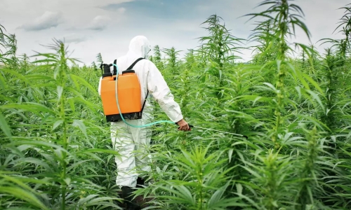 'Broken system': Banned pesticides keep showing up in California's legal pot