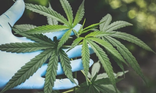 3 ways to cut through the haze of NY’s Cannabis regulations