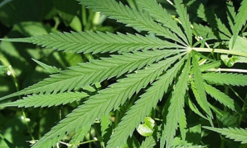 A $420 minimum fine for tiny amount of pot is no joke, Idaho lawmaker should know better 