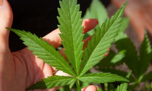 Amid growing legalization, Cannabis in culture and politics is the focus of this anthropology course
