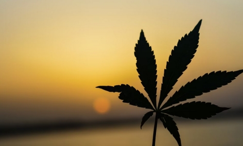 Bill that would legalize Recreational Marijuana passes Senate committee with reservations