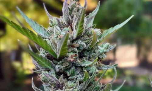 Can Triploid Genetics Be The Game Changer For The Cannabis Industry?