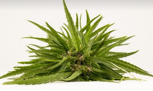 Cannabis May Be Effective Harm Reduction Tool To Ease Stimulant Cravings