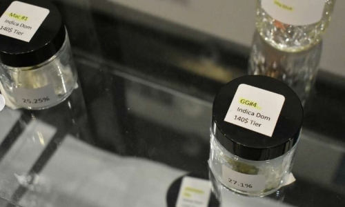 Cannabis products are nearly 70% more potent than past decades