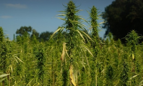 Ceiling on THC levels remains intact for industrial Hemp growers
