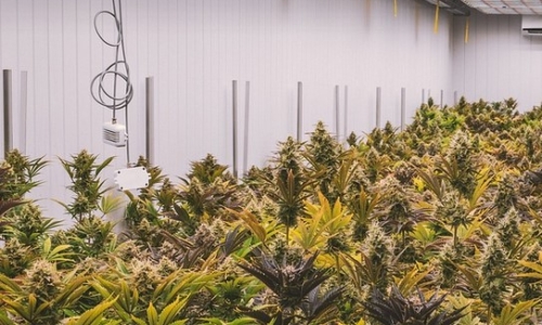 China’s Growing Illegal Pot Industry in the US Should Spark Action