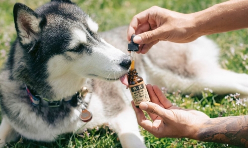 Curing pets with Cannabis as Veterinarians try CBD and THC