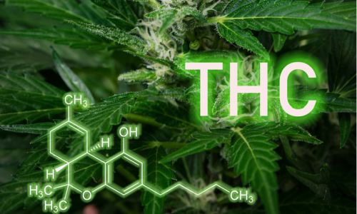 Florida Lawmakers Approve THC Cap Bill Ahead Of Marijuana Ballot