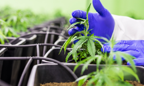 Florida Senators OK Cannabis THC limits