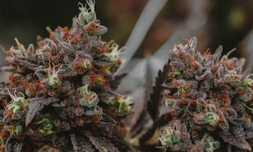 Governor predicts voters will decide fate of Marijuana