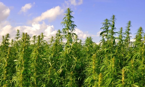 Infrastructure key to Hemp industry’s growth