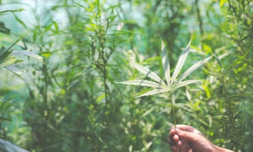 Lawmakers put synthetic Cannabis products in crosshairs