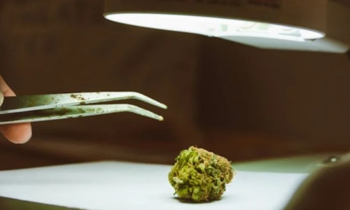 Major Cannabis Testing Lab License Revoked Over Testing Inconsistencies