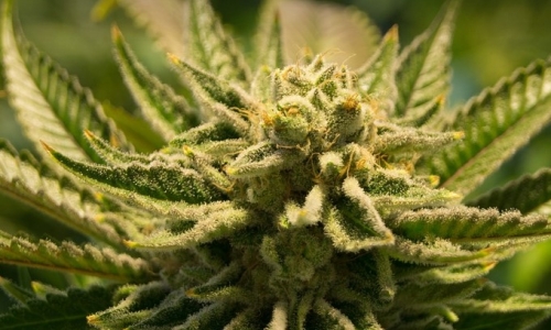 Massachusetts Cannabis Business Owners’ Lawsuit Against the US Government Continues