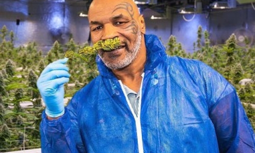 Mike Tyson Launches New Line Of Cannabis Seeds For Home Growers