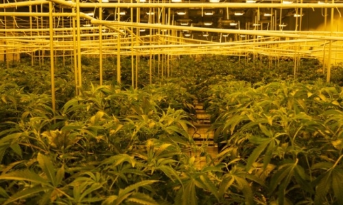 Missouri nets $1.3B from Cannabis in 2023