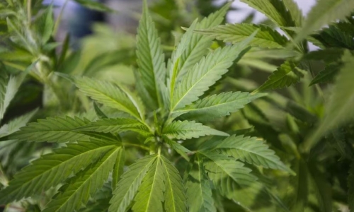 New Cannabis trade group launches in Massachusetts