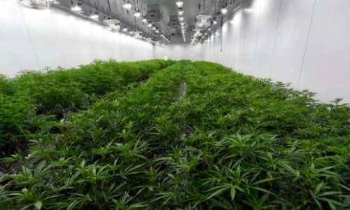 New York Cannabis business will need to implement costly seed-to-sale tracking system in two months