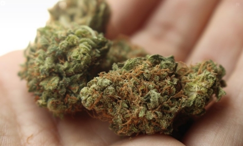 New York State close to authorizing personal Marijuana growing