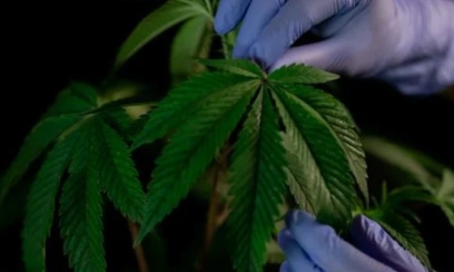 New York regulators set to approve 110 new Cannabis licenses