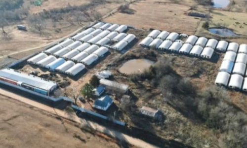 OBN busts Harmony Grow Inc, seizes over 42k Marijuana plants in black market raid