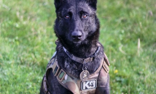 Ohio police dogs trained to sniff out Marijuana will need to be retired