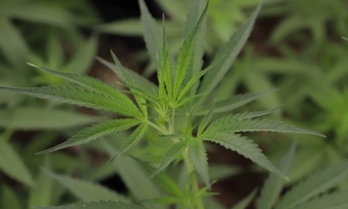 Oklahoma lawmakers eye new Industrial Hemp Task Force