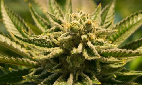 Pennsylvania Borough Working on Cannabis Decriminalization