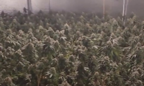 Sen. King, Rep. Golden voice concerns over illegal Chinese marijuana farms in Maine