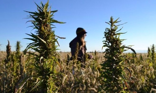 Some are calling for more regulation of Delta-8 THC products