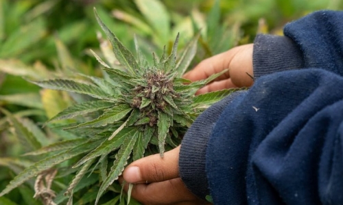 State Cannabis Control Board Approves Regulations For Growing Cannabis At Home