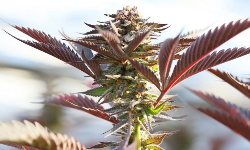 Surrounding states have legalized Marijuana and Idaho lawmaker suggests this instead