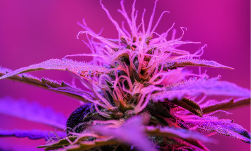 TOP 11 Potential Health Benefits of Cannabis