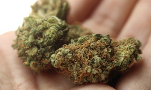 Washington Bill Aims To Tackle Cannabis Store Robbery Spree