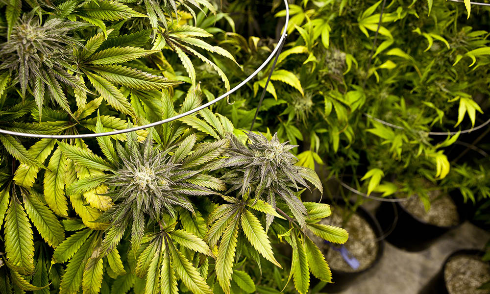 New York Manhattan District Attorney Cy Vance Legalization Cannabis Now