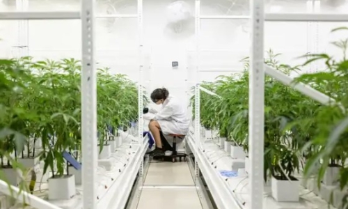 Aurora Cannabis: Recent Performance Improvements Are Undeniable