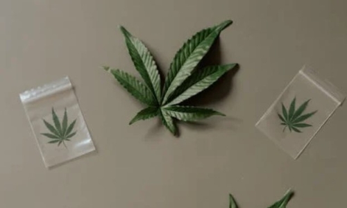 Cannabis Legalization Support Surges to 88%