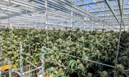 Cannabis tax revenue is paying for roads, parks and public safety in West Michigan