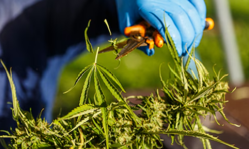 Financial relief in sight for NY cannabis farmers with $128 million Senate plan