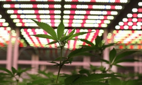 Five Cannabis law changes being considered by the Minnesota Legislature