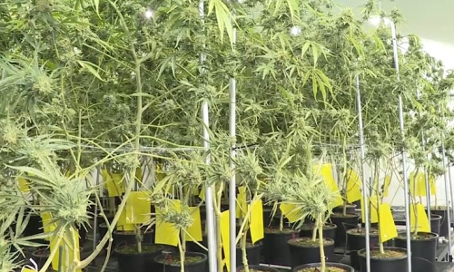 Kansas bill pushes pilot program for Medical Cannabis