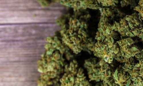 Lansing Marijuana business loses licenses over 'illicit' products