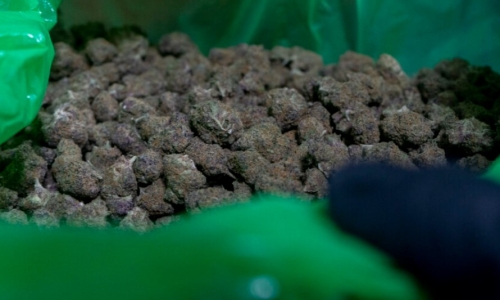 Marijuana legalization law at center of legal fight waged by Anti-Cannabis group