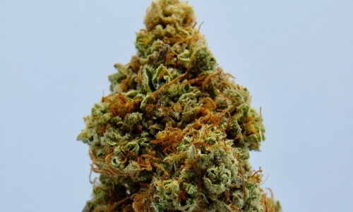 Proposed Tennessee Rules Seek To Close Hemp THCA Loophole