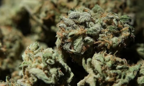 San Jose Cannabis businesses at odds with city over crime protection