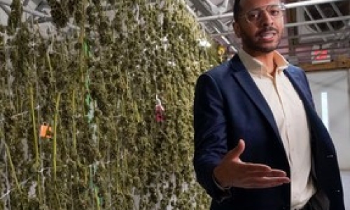 Scandal Unfolds: NY Cannabis Chief on Leave Amid Retaliation Firestorm
