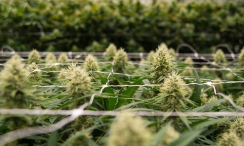 Seven years later, is legal Recreational Cannabis really worth it?