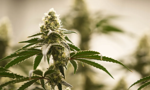 Six more indicted out of investigations of Oklahoma Marijuana farms